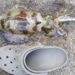 teamゲッソー調査隊