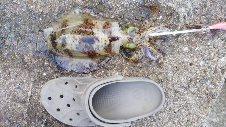 teamゲッソー調査隊