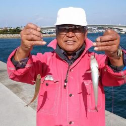 東二見の落ちギスが活発です