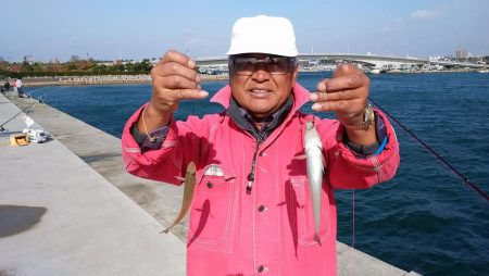 東二見の落ちギスが活発です