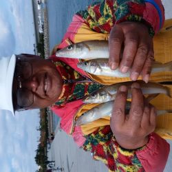 東二見白灯台波止へ落ちギス釣査