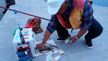 東二見白灯台波止で落ちギス調査