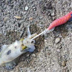 teamゲッソー調査隊