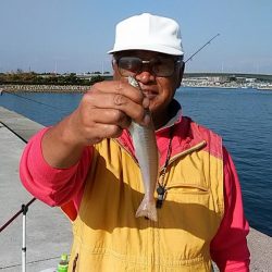 東二見白灯台波止へ落ちギス調査