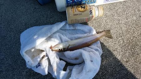 teamゲッソー調査隊