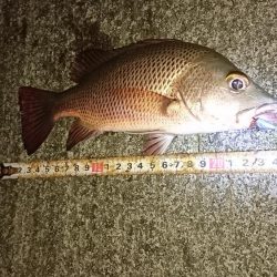 湾内で初夜釣り