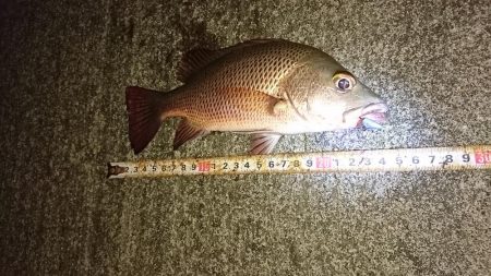 湾内で初夜釣り