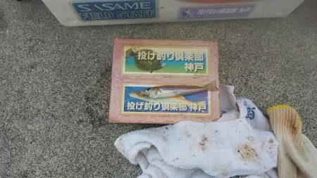 東二見白灯台波止へ落ちギス調査