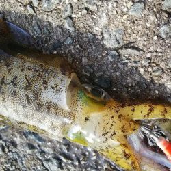 teamゲッソー調査隊