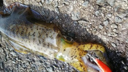 teamゲッソー調査隊