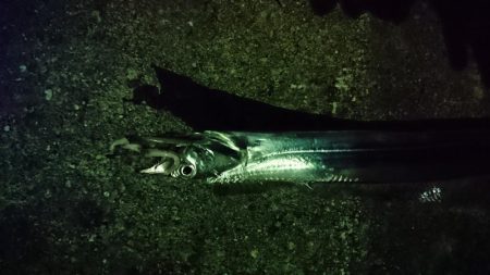 寒かったｶﾞｸｶﾞｸ