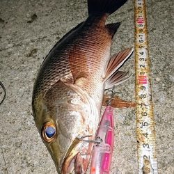 夕マズメ、港奥で３種ヒットしました。