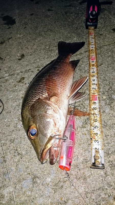 夕マズメ、港奥で３種ヒットしました。