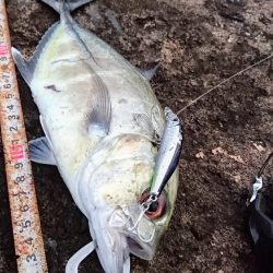 朝練、ターポンに嫌われガーラ狙い