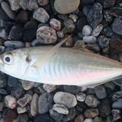 サーフショアジギング