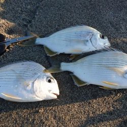 ヘダイならいます