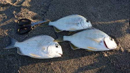 ヘダイならいます