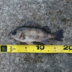 アジング&メバリング