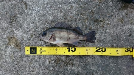 アジング&メバリング