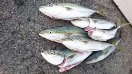 ハマチいっぱい