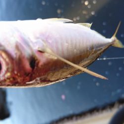 さよならイワシ