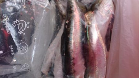 ベイト持ち帰り。