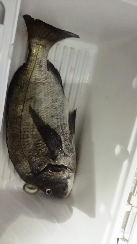 アジングで、、、