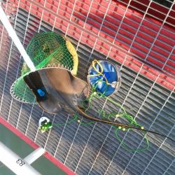 ハマチ狙いのはずが。。。