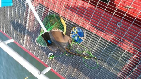 ハマチ狙いのはずが。。。