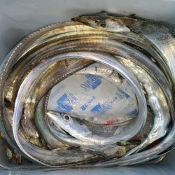 まだまだタチウオいける！