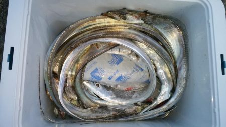 まだまだタチウオいける！