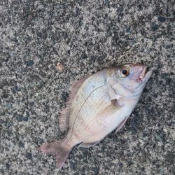 佐田岬遠征2日目