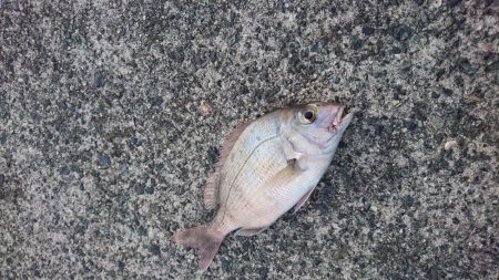 佐田岬遠征2日目