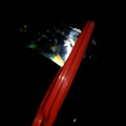 今日もタチウオ