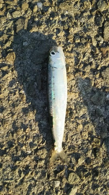 ファミリーフィッシング