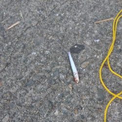 イワシーからのサバーからの