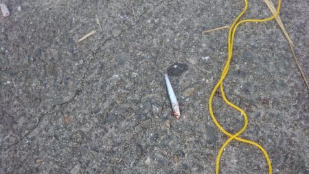 イワシーからのサバーからの