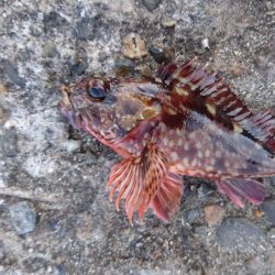 ガシラよく釣れる