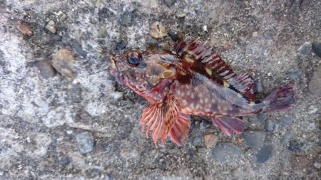 ガシラよく釣れる