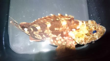 何とかボウズ逃れ