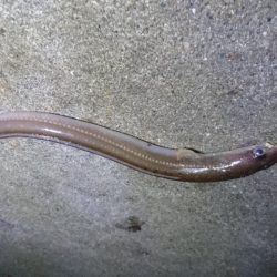 高級魚ゲット！