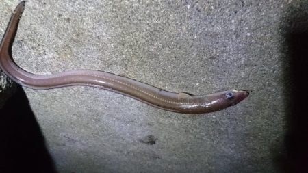 高級魚ゲット！