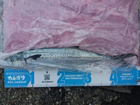 敦賀の秋サゴシ