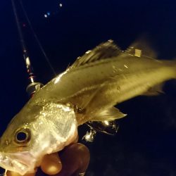 ナイトライトゲーム