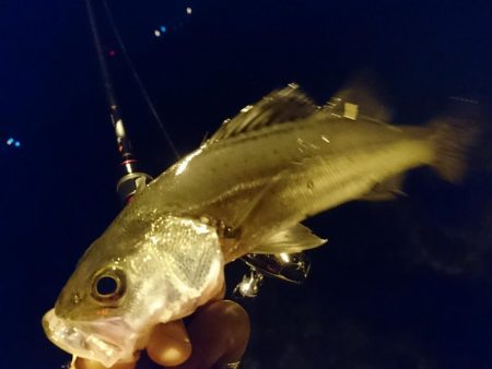 ナイトライトゲーム