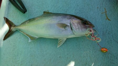 徳島県南タイラバ釣行