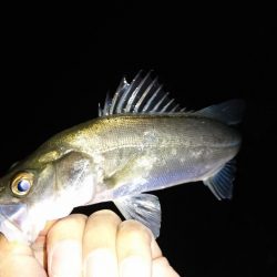 ライトゲーム調査