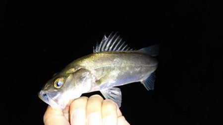 ライトゲーム調査