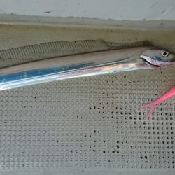 松山 オフショアタチウオ大爆釣!