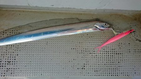 松山 オフショアタチウオ大爆釣!